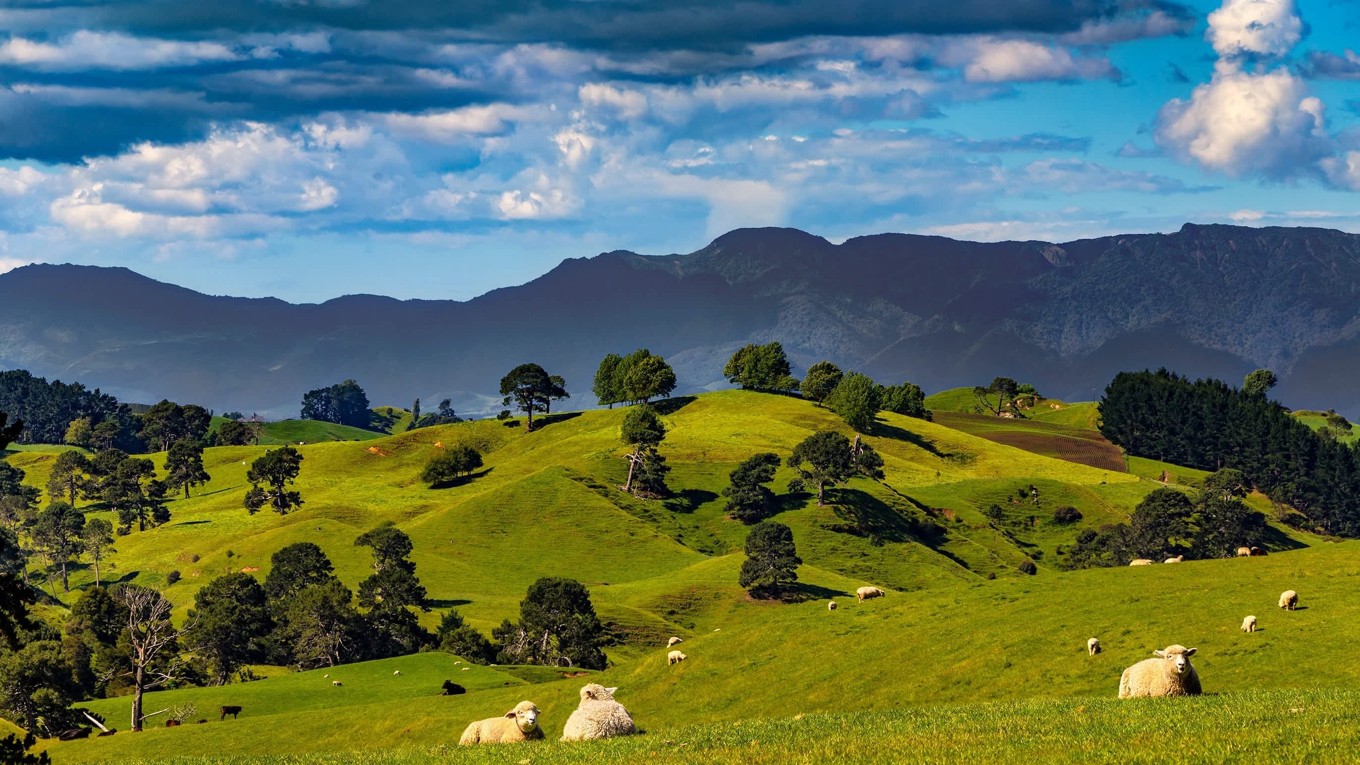 Matamata