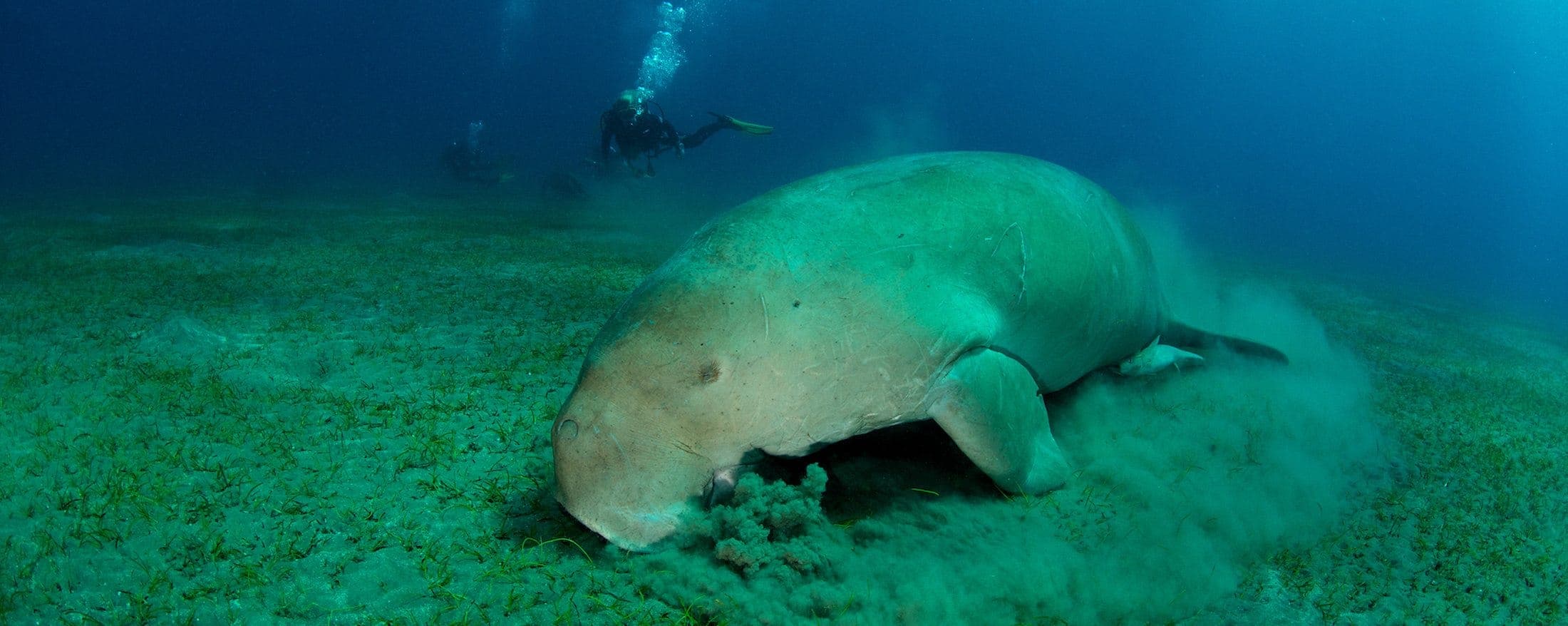 Dugong