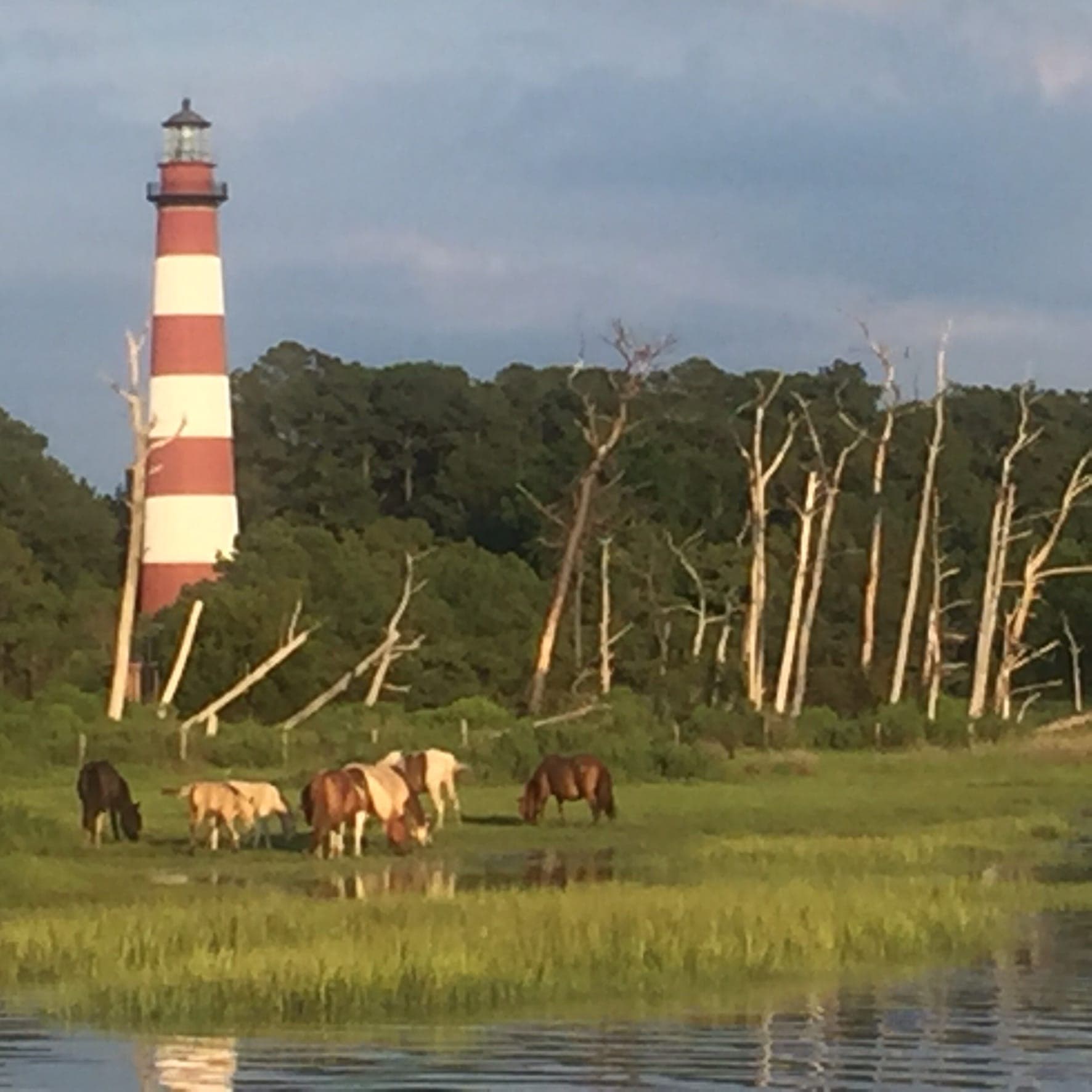 Chincoteague