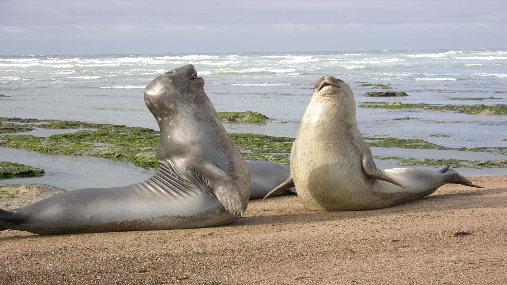 Гуалегуайчу