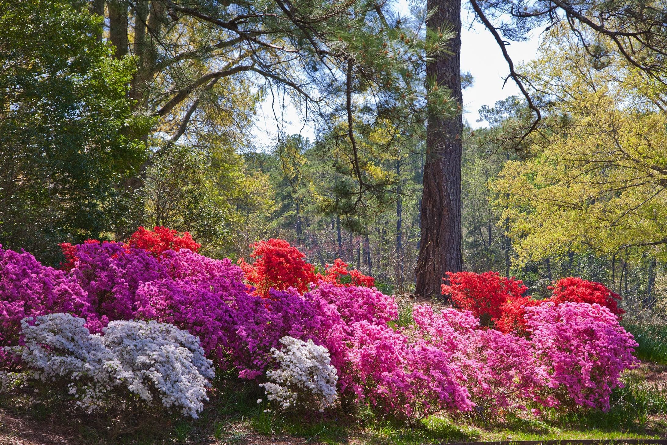Callaway Gardens